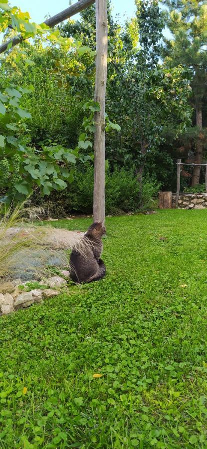 Egkoris Vendeghaz Otel Bakonyszucs Dış mekan fotoğraf